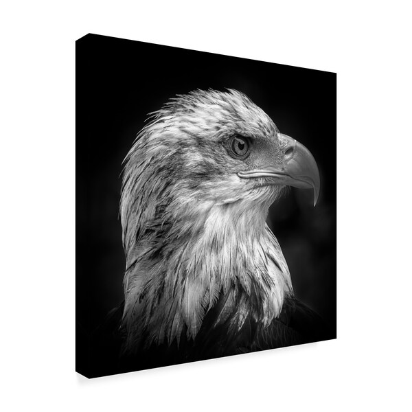 Peter Pfeiffer 'Majestic Eagle' Canvas Art,14x14